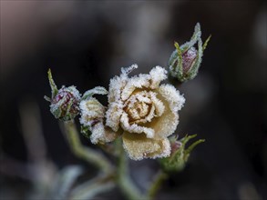 Yellow rosebud covered in heavy frost, with tight buds behind