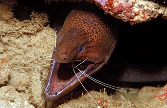 Banded Coral Shrimp clean sooty moray eel, Stenopus hispidus, Gymnothorax flavimarginatus,