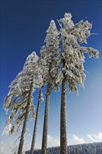 Four snow-capped fir trees in Black Forest, Kaltenbronn, Germany, Europe