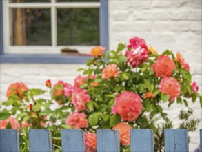 Colourful flower garden with roses in front of a house with a blue fence and window in the