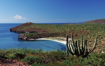 Cacti on the coast, Pachycereus pringlei, Mexico, Lake Cortez, Lower California, La Paz, Central