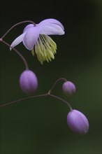 Mauve flower, Thalictrum dipterocarpum