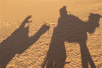 Camel shadow on the sand dune in Sahara Desert, Merzouga, Morocco, Africa