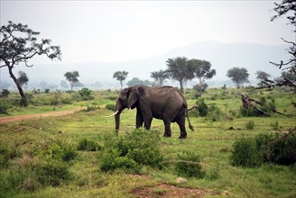 Elephant isolated in the savanna in Tanzania