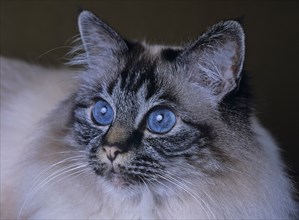 Holy Birman cat, female, 5 years, cat, soul-tabby-point