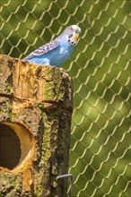 Blue parakeet sitting on its nest in a wildlife park of Belgium