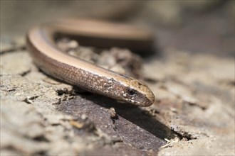 Side view of the Eastern blindworm on a tree stump