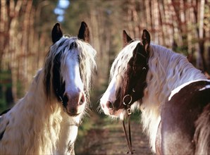 Tinker, gelding, 5 years old