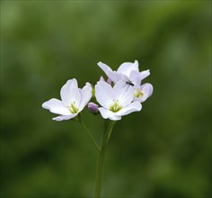 Wild flower Lady's Smock or Cuckoo Flower, with insect