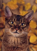 Abyssinian, wild coloured, male, two years, portrait