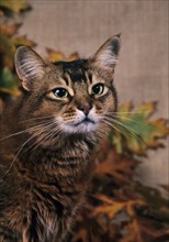 Somali cat, wild coloured, female