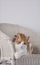 Domestic cat, dark red-white, in basket chair, Felis silvestris forma catus, Domestic-cat,