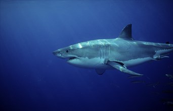 Great white shark, Carcharodon carcharias, Australia, Dangerous Reef, Neptune Island, Oceania