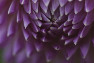 Mauve petals of dahlia opening out