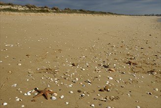 Starfish and shells at Meia Praia, Lagos, Algarve, Portugal, Europe