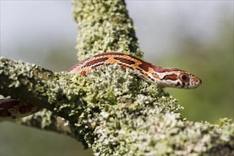 Corn snake in the side view in the tree