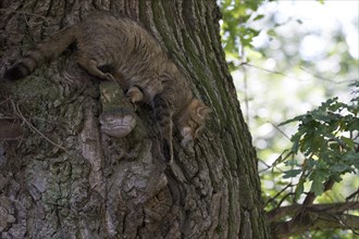 Wildcat climbs down an old oak tree