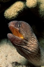 Yellow-mouthed moray eel, Gymnothorax nudivomer, Maldives, Indian Ocean, Ari Atoll, Asia