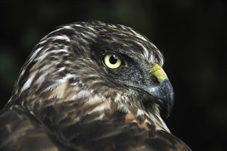 Portrait of Australasian Harrier Hawk, Circus approximans, New Zealand, Oceania