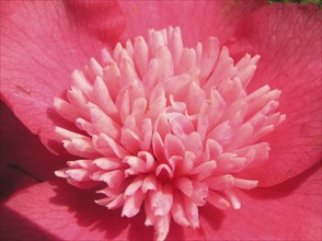 Pink camellia flower