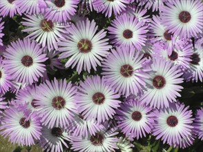 Mass of mauve and white flowers