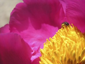 Ant investigates peony flower