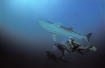 Whale shark and diver, Rhincodon typus, Maldives, Indian Ocean, Ari Atoll, Asia