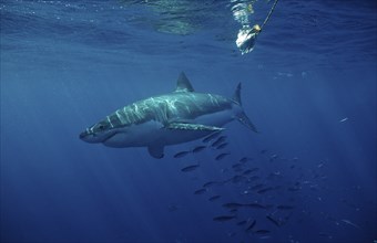 Great white shark, Carcharodon carcharias, South Africa, Dyer Island, Gansbaai, Atlantic Ocean,