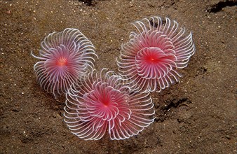 Tentacle crowns of three tubeworms, Polychaeta, Bali, Indian Ocean, Indonesia, Asia