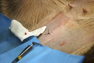 Final stitch on abdomen of hind after embryo transfer programme on red deer hinds in New Zealand