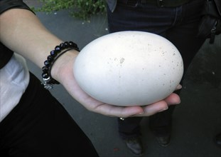 Woman holding typically huge egg from a kiwi, New Zealand, Oceania