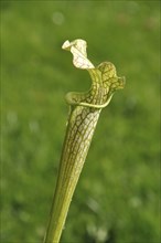 Sarracenia flower, carnivorous plant that traps insects and digests them