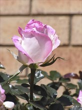 Pink rose bud with brick wall in background