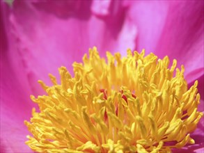 Peony flowers