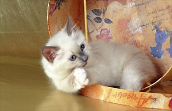 Holy Burmese cat bluepoint 10 weeks old kitten