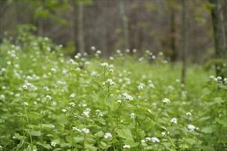 Garlic rocket (Alliaria petiolata), large cluster in full bloom, Velbert, North Rhine-Westphalia,