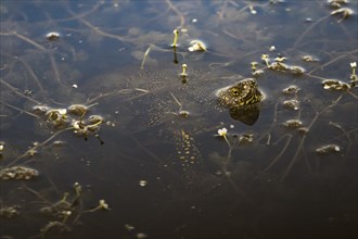 European pond turtle in the water between vegetation