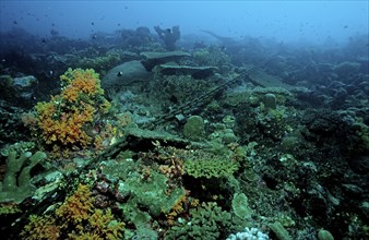 Anchor chain destroys coral reef, Papua New Guinea, Pacific Ocean, Oceania