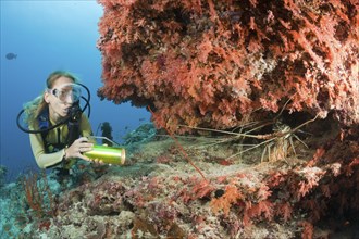 Diver finds jewellery spiny crayfish, Panulirus versicolor, Himendhoo Thila, North Ari Atoll,