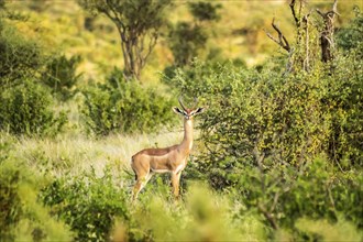 Giraffe antelope in the savannah of Samburu Park in central Kenya