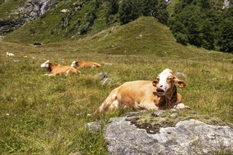 Impressions from Mallnitz Hohe Tauern National Park Seebachtal