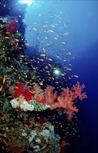 Diver and colourful coral reef, Egypt, Africa, Elphinstone Reef, Red Sea, Africa