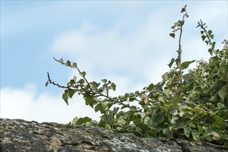 Ivy growing on old wall, against blue sky with clouds