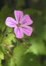 Pink silene flower in garden setting