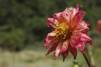 The flower of the earth fadeth ... dying dahlia hangs on another day