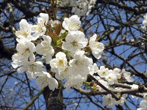 Close up of bright white cherry blossom surrounded by branches and a blue sunlit spring sky