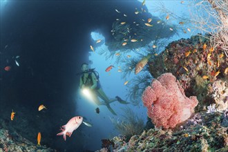 Diver and red veil tree, Dendronephthya mucronata, Maya Thila, North Ari Atoll, Maldives, Asia