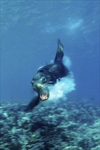 Attacking California sea lion, Zalophus californianus, Mexico, Lake Cortez, Lower California, La