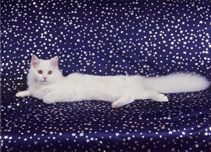 Turkish Angora, white, white, female, six months old, angoracat