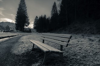 Wooden bench on the side of an alley, near the forest, covered by December frost in Ehrwald,